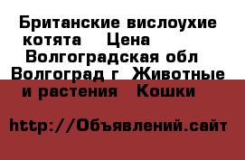 Британские вислоухие котята. › Цена ­ 1 000 - Волгоградская обл., Волгоград г. Животные и растения » Кошки   